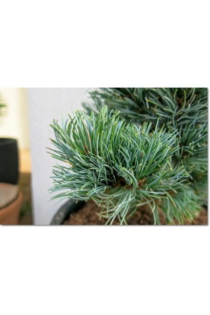 Сосна дрібноквіткова Bergman